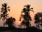 Palm Trees Shadows at Sunset