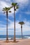 Palm trees at the shore atlantic ocean