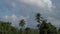 Palm trees shrub from strong winds against the background of floating clouds accelerated