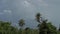 Palm trees shrub from strong winds against the background of floating clouds accelerated