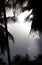 Palm Trees Silhouette with Sunburst