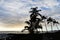 Palm trees silhouetted by sea