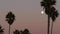 Palm trees silhouettes and full moon in twilight pink sky, California beach, USA