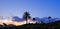 Palm trees silhouettes, Haria, Lanzarote