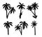 Palm trees silhouettes isolated on white. Tropical botany, hawaiian coconut palm with leaf. Vector black illustration