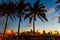 Palm trees silhouettes in Miami at sunset