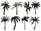 Palm trees silhouettes. Tropical leaves, retro palms tree and vintage silhouettes vector illustration set