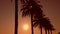 Palm trees silhouettes during tropical sunset. Summer, travel, tourism concept.