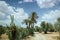 Palm trees in a small oasis nearby Skoura, in Morocco