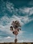 palm trees soaring high into the blue sky