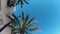Palm Trees in Spain Balearic Island
