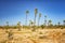 Palm trees standing in a desert in a Palmeraie, Marrakesh. It is nature background of Morocco, Africa