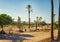 Palm trees standing in a desert in a Palmeraie, Marrakesh. It is nature background of Morocco, Africa