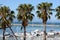 Palm trees standing majesty,overlooking the bay with its yachts background Mossel bay,South Africa.