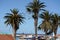 Palm trees standing majesty,overlooking the bay with its yachts background Mossel bay,South Africa.