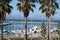 Palm trees standing majesty,overlooking the bay with its yachts background Mossel bay,South Africa.