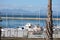 Palm trees standing majesty,overlooking the bay with its yachts background Mossel bay,South Africa.