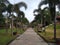 palm trees and stone pathway, Kanakakunnu palace Trivandrum, Kerala