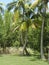 Palm trees, Stuart, Florida