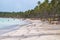 Palm trees on the stunning tropical white sand beach.