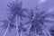 Palm trees. Summer nature background violet. Very peri color