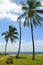 Palm trees on the sunny beach with a wooden bench