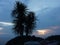 Palm trees, sunset. Evening on Enoshima Island