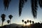 Palm trees at sunset. Mediterranean sea. Menton, Cote d`Azur of French Riviera