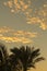 Palm trees at sunset. Silhouettes of palm trees against the sky during a tropical sunset. vertical photo