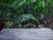 Palm Trees in Swamp with Empty Space of Wooden Plank Floor in Front