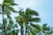 Palm Trees sway under stormy skies