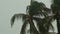 Palm trees sway in the wind as rain pours down in the tropical monsoon.