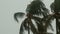 Palm trees sway in the wind as rain pours down in the tropical monsoon.