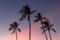 Palm trees swaying in the hot, Hawaiian afternoon wind during sunset