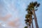 Palm trees swaying windy twilight painterly sky