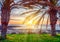 Palm trees on Tenerife at sunset, Canary islands, Spain