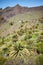 Palm trees on Teno massif slope, Tenerife, Spain