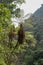 Palm trees tilted over a trail in a tropical canyon. Withered long leaves of palm trees hanging along the trunks. Shirtless crown