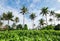 Palm trees treetops with a sunny blue sky background. Weligama , Sri Lanka