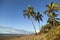 Palm trees on a Tropical beach in Brazil