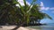 Palm Trees on a tropical beach island