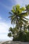 Palm Trees Tropical Brazilian Beach