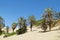 Palm trees in tropical desert