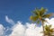 Palm trees and tropical plants on blue sky natural background.