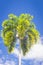 Palm trees and tropical plants on blue sky natural background.