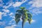 Palm trees and tropical plants on blue sky natural background.