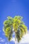 Palm trees and tropical plants on blue sky natural background.