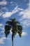 Palm trees and tropical plants on blue sky natural background.