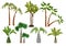 Palm trees. Tropical plants collection garden of brazil or california vector cartoon pictures