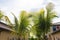 Palm trees in tropical South Florida neighborhood